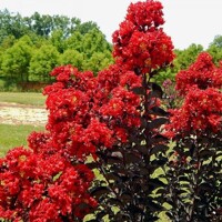 Myrta krepová Black Diamond ´RED HOT´ – čierny list, červený kvet