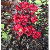Myrta krepová Black Diamond ´RED HOT´ – čierny list, červený kvet
