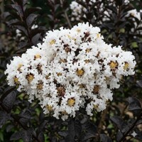 Myrta krepová Black Solitaire ´Coconut Sorbet´ na kmienku – Čierne listy