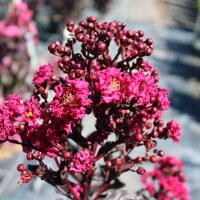 Myrta krepová ´Mystic Magenta´ – Čierne listy a purpurové kvety