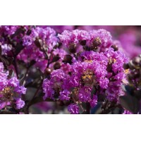 Myrta krepová ´Purely Purple´ Black Solitaire – Fialové kvety na čiernom lístí