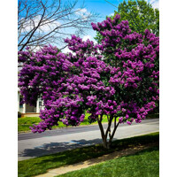 Myrta krepová ´Purely Purple´ Black Solitaire – Fialové kvety na čiernom lístí