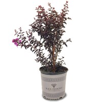 Myrta krepová Black Solitaire ´Shell Pink´ – čierny list, ružový kvet