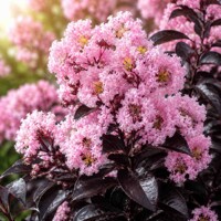 Myrta krepová Black Solitaire ´Rhapsody in Pink´ viackmeň