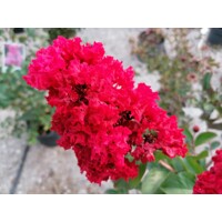Myrta krepová ´Red Imperator´ viackmeň – rubínový stredomorský strom