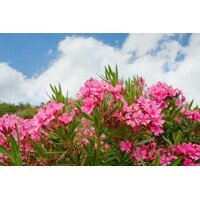 Oleander obyčajný – luxusný stredomorský ker na slnečnú terasu