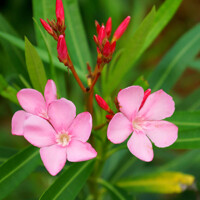 Oleander obyčajný – luxusný stredomorský ker na slnečnú terasu