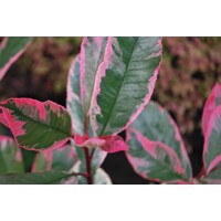 Fotínia ´Pink Marble´ na kmeni – Stromček s ružovým mramorovaním