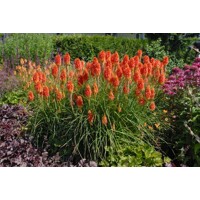 Kniphofia caulescens – Kleopatrina ihla s modrastými listami