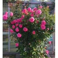 Ruža popínavá - ružová - Rosa ´Grimpant Parfum Royal´- 140/180cm