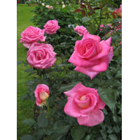 Ruža popínavá - ružová - Rosa ´Grimpant Parfum Royal´- 140/180cm