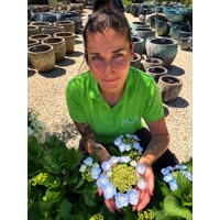 Hortenzia kalinolistá ´Frisbee ®´ – úchvatná tanierovitá hortenzia