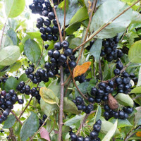Aronia čierna ´Viking´ na kmienku – škandinávsky vitamínový stromček