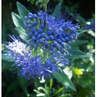 Bradavec ´Inoveris´ Grand Bleu – sýtomodrý jesenný ker