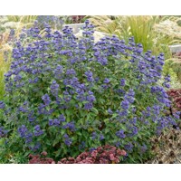 Bradavec ´Inoveris´ Grand Bleu – sýtomodrý jesenný ker