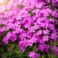 Flox šidlolistý ´Drummond´s Pink´ – pôdokryvný ružový koberec