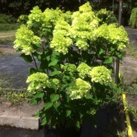 Hortenzia metlinatá ´Mojito´ – nízky limetkový okrasný ker