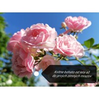 Pôdokryvná ruža ´The Fairy´ – neúnavne kvitnúca svetloružová ruža