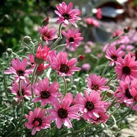 Rhodanthemum ´Zagora Pink´ – ružová marocká sedmokráska