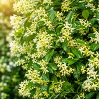 Jasmínovník vonný ´Star of Toscane´ – krémovo-žltý voňavý klenot