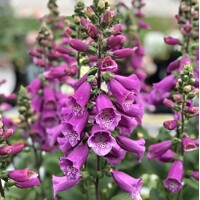 Náprstník purpurový – majestátna kvetná veža do polotieňa