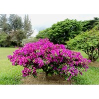 Bugenvilea ´Deep Purple´ – exotická purpurová stredomorská popínavka