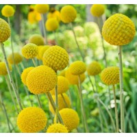 Kraspédia guľovitá ´Golf Beauty´ – moderné žlté kvetné loptičky