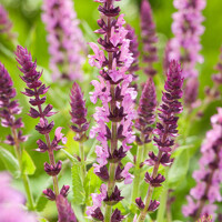 Šalvia hájna ´Deep Rose´ – kompaktná ružová trvalka do záhona