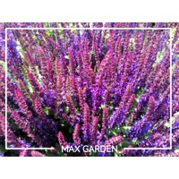 Šalvia hájna (Salvia nemorosa) – fialová dlhokvitnúca trvalka