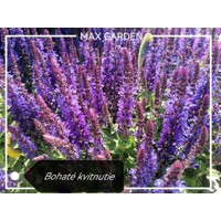 Šalvia hájna (Salvia nemorosa) – fialová dlhokvitnúca trvalka