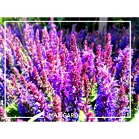 Šalvia hájna (Salvia nemorosa) – fialová dlhokvitnúca trvalka