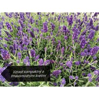 Levanduľa 'Hidcote Blue' – najobľúbenejšia sýto fialová levanduľa