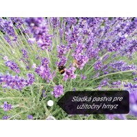 Levanduľa 'Hidcote Blue' – najobľúbenejšia sýto fialová levanduľa