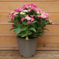 Hortenzia kalinolistá ´Nizza Pink´ – romantická pastelovo-ružová