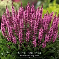 Šalvia hájna ´Sensation Deep Rose´ – nízka tmavoružová trvalka