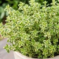 Dúška citrónová (Thymus citriodorus) – Predaj