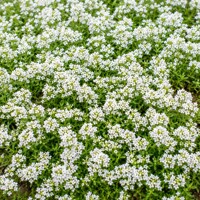 Materina dúška (Thymus serpyllum) – voňavá plazivá bylinka