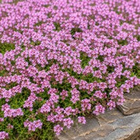 Materina dúška (Thymus serpyllum) – voňavá plazivá bylinka