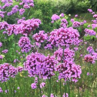 Železník argentínsky (Verbena bonariensis) – vzdušná trvalka pre motýle