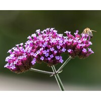 Železník argentínsky (Verbena bonariensis) – vzdušná trvalka pre motýle