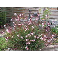 Gaura Lindheimerova ´Gaudi Pink´ – kompaktná ružová trvalka