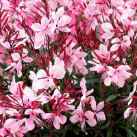 Gaura Lindheimerova ´Gaudi Pink´ – kompaktná ružová trvalka