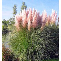 Pampová tráva - Cortaderia selloana ´Rose Plume´
