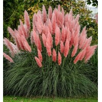 Pampová tráva - Cortaderia selloana ´Rose Plume´