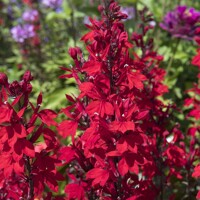 Lobelka trvalková (Lobelia speciosa) – vzpriamená vlhkomilná trvalka
