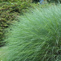 Ozdobnica čínska ´Gracillimus´ – elegantná okrasná tráva