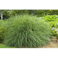 Ozdobnica čínska ´Gracillimus´ – elegantná okrasná tráva