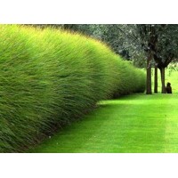 Ozdobnica čínska ´Gracillimus´ – elegantná okrasná tráva