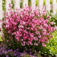 Gaura Lindheimerova ´Gaudi Pink´ – kompaktná ružová trvalka
