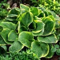 Hosta ´Christmas Tree´ – robustná dvojfarebná tieňomilná trvalka